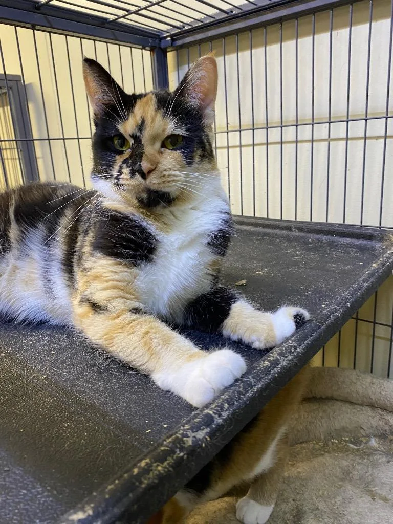 Macchiato thumbnail 3