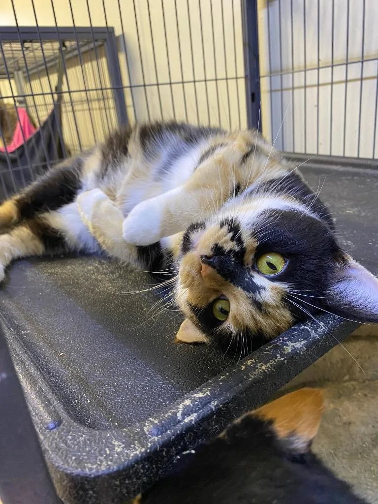 Macchiato thumbnail 4