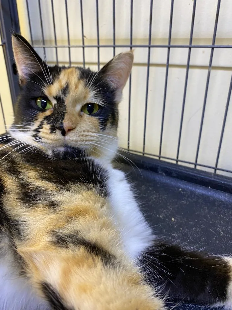 Macchiato thumbnail 5