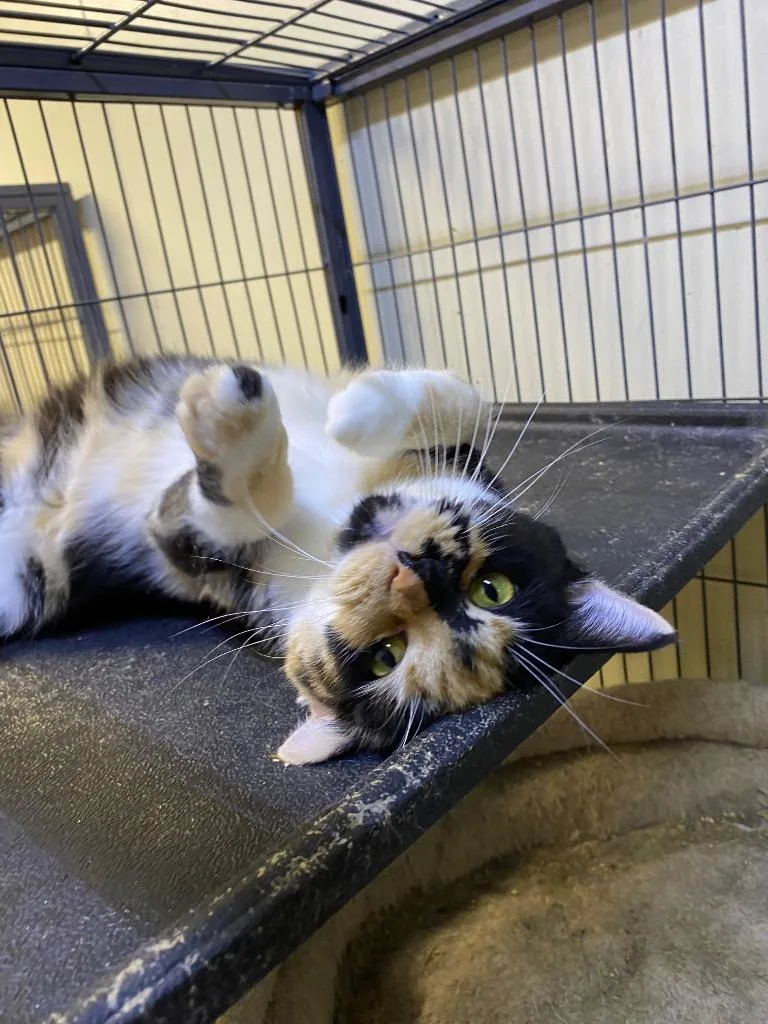 Macchiato thumbnail 6