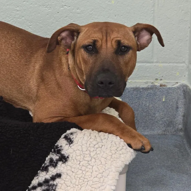A young medium-sized female Brown / Chocolate Mixed Breed dog named Hennessy for adoption in East Hanover, NJ