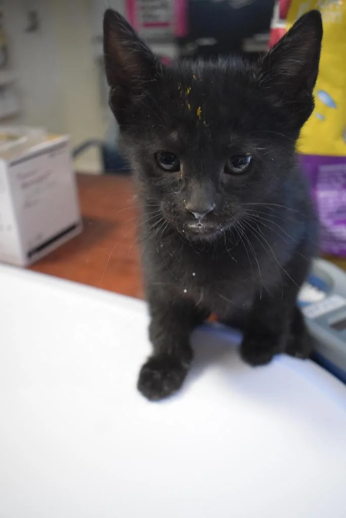 A baby medium-sized female Domestic Short Hair cat named Esther for adoption in Pahrump, NV