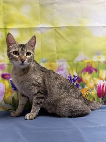 An adult medium-sized female Domestic Short Hair cat named Platypus for adoption in San Antonio, TX
