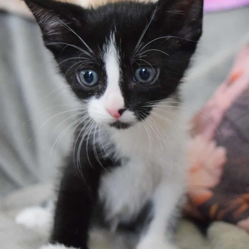 A baby medium-sized male Black & White / Tuxedo Domestic Short Hair cat named Bolt for adoption in Bulverde, TX