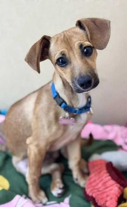 A baby small-sized male Mixed Breed dog named Scrappydoo for adoption in Pleasanton, CA