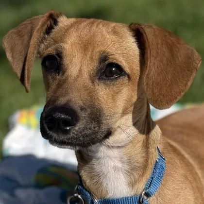 Scrappydoo thumbnail 3