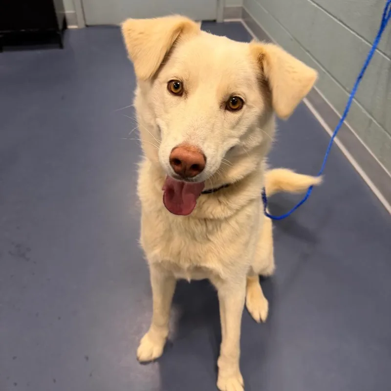 An adult medium-sized female Apricot / Beige Husky dog named Kyomi for adoption in Greensboro, NC
