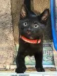 A baby medium-sized male Black Domestic Short Hair cat named Mike Wazowski for adoption in Heathsville, VA