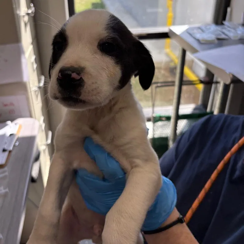 A baby medium-sized male White / Cream Mixed Breed dog named Saturn for adoption in Columbiana, AL