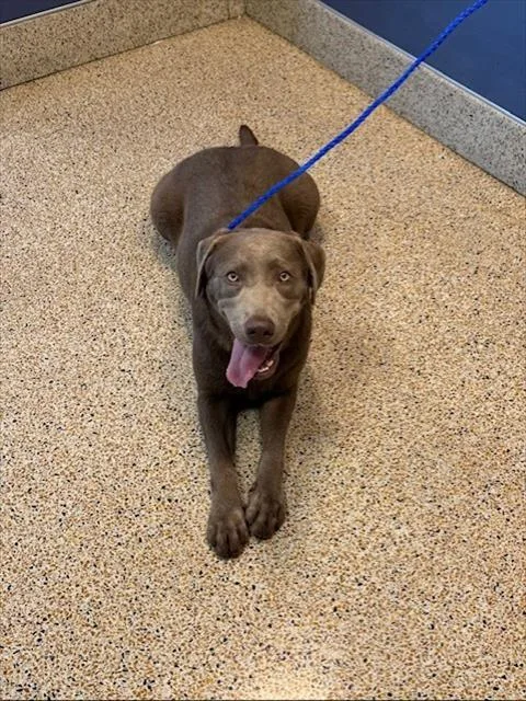 An adult large-sized female Weimaraner dog named Lacey for adoption in Miami, FL