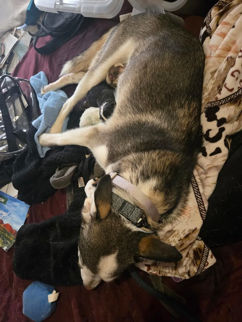 A young medium-sized female Husky dog named Linnie for adoption in Marina del Rey, CA