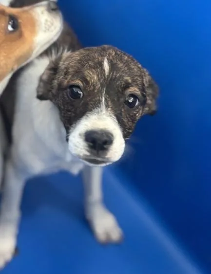 A baby small-sized female Mixed Breed dog named Cookie for adoption in Dallas, TX