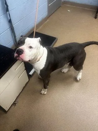 An adult large-sized male Mixed Breed dog named Thorax for adoption in Chamblee, GA