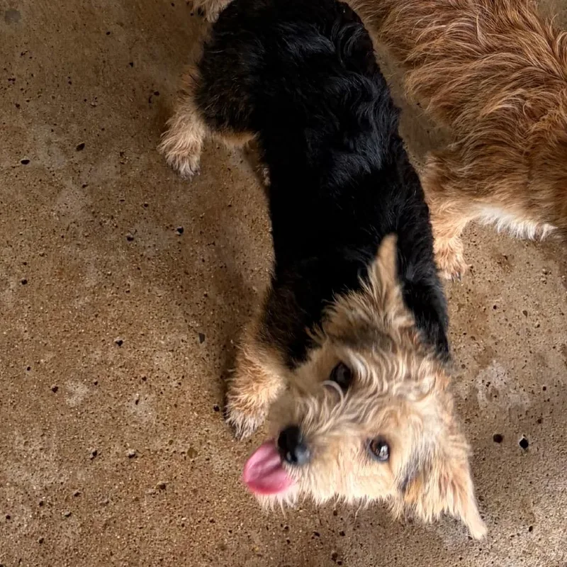 A baby small-sized female Terrier dog named Juno for adoption in Edinburg, TX