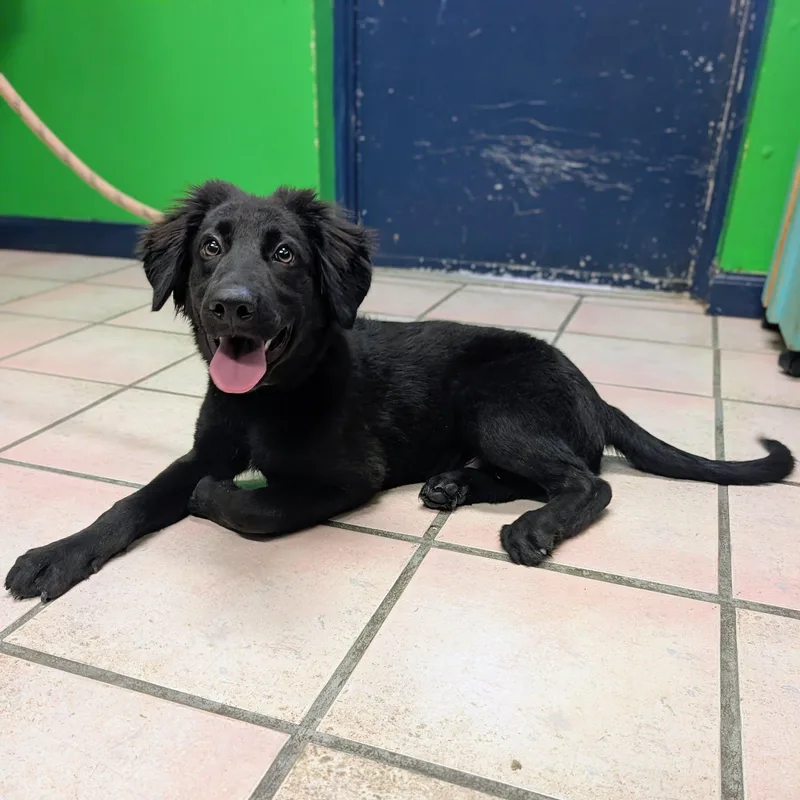 A young large-sized male German Shepherd Dog dog named Law for adoption in Newburgh, IN