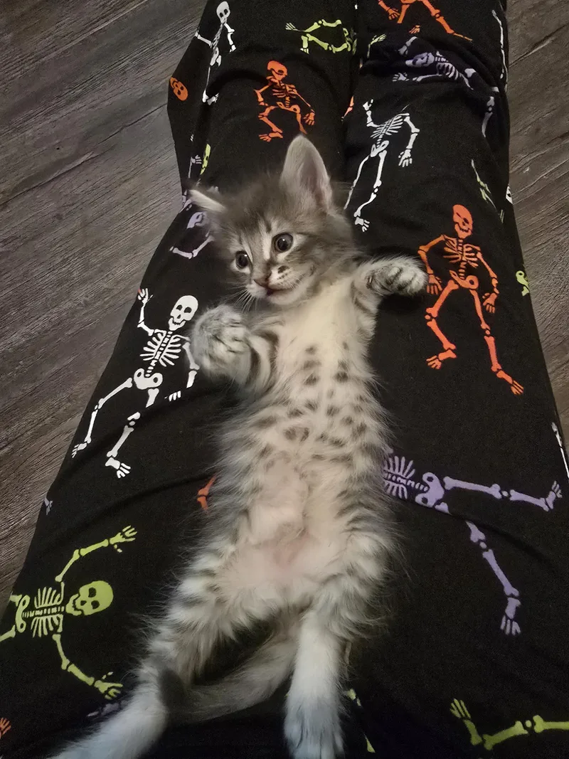 A baby medium-sized female Tabby (Gray / Blue / Silver) Domestic Medium Hair cat named Velma for adoption in Liverpool, TX