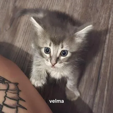 Velma thumbnail 2