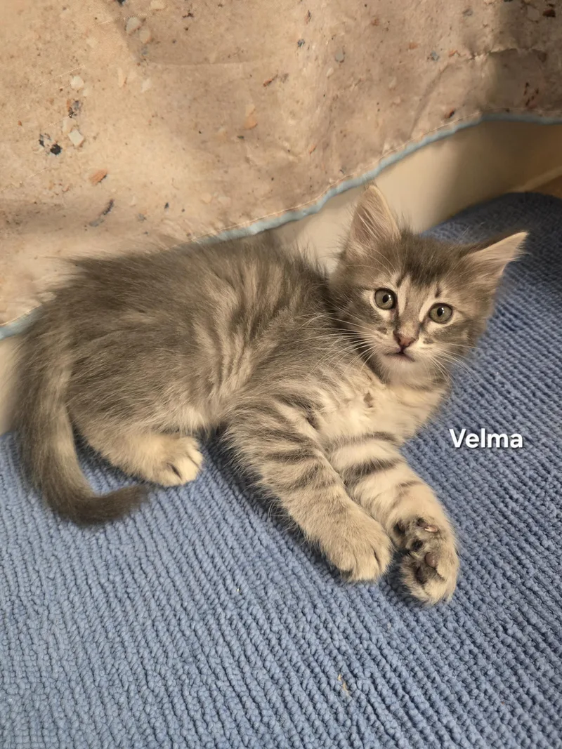 Velma thumbnail 4