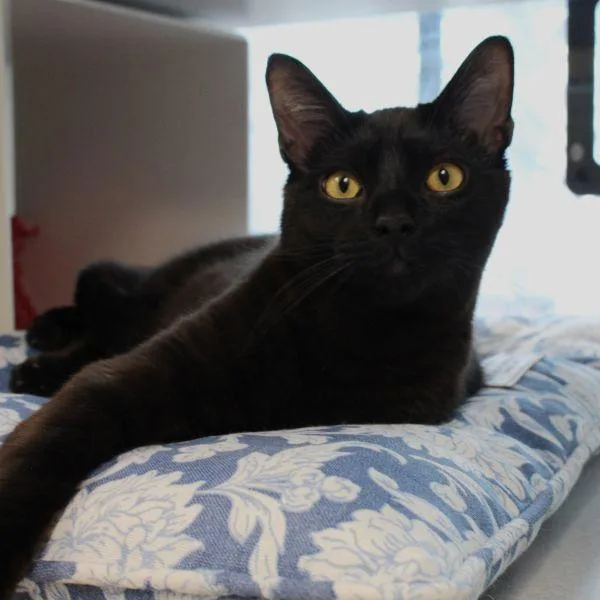 A young small-sized male Domestic Short Hair cat named Jiro for adoption in Des Moines, IA