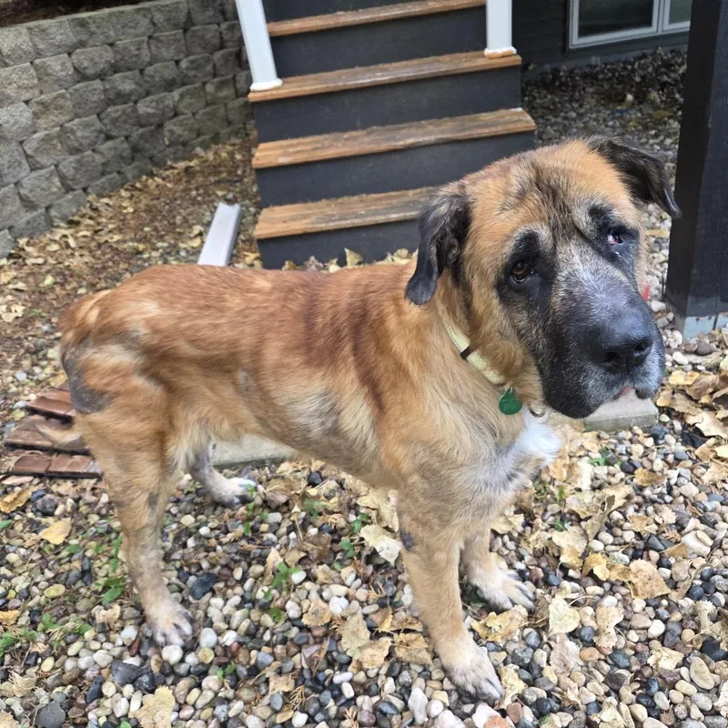 An adult large-sized male Brown / Chocolate Mixed Breed dog named Leonard for adoption in Buffalo, MN