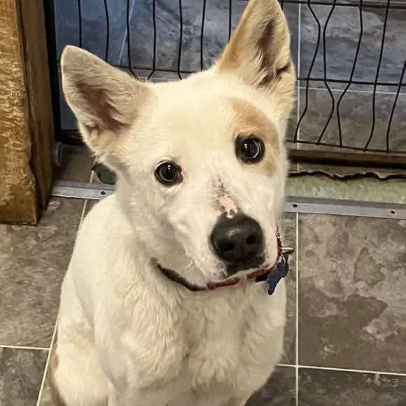 Annabelle thumbnail 2