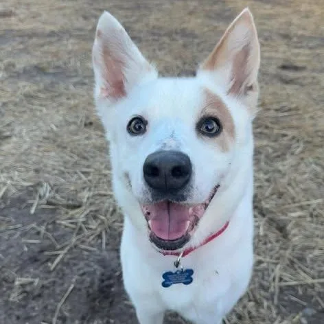An adult medium-sized female Canaan Dog dog named Annabelle for adoption in Westland, MI