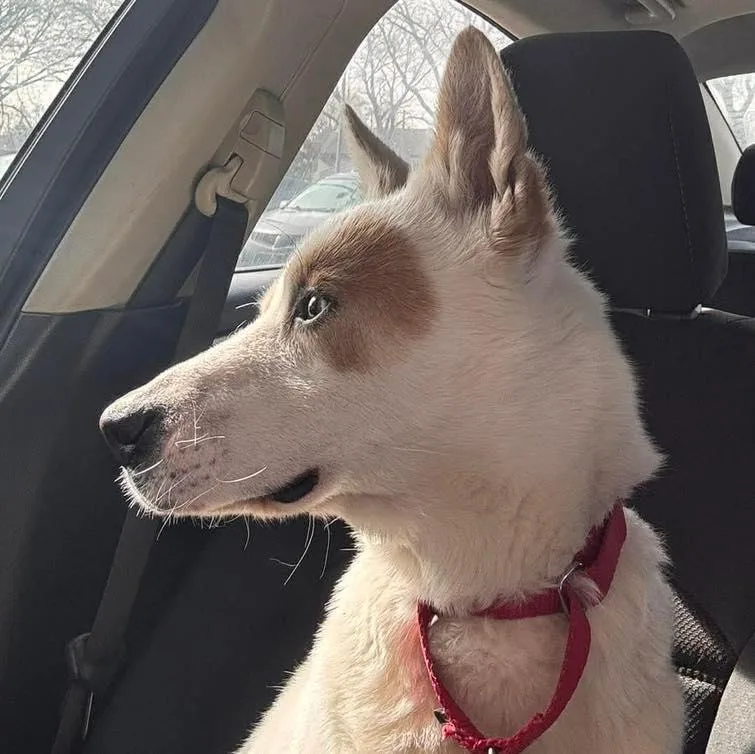 Annabelle thumbnail 4