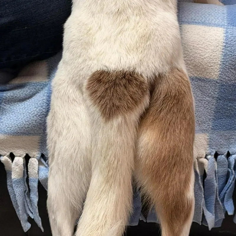 Annabelle thumbnail 5