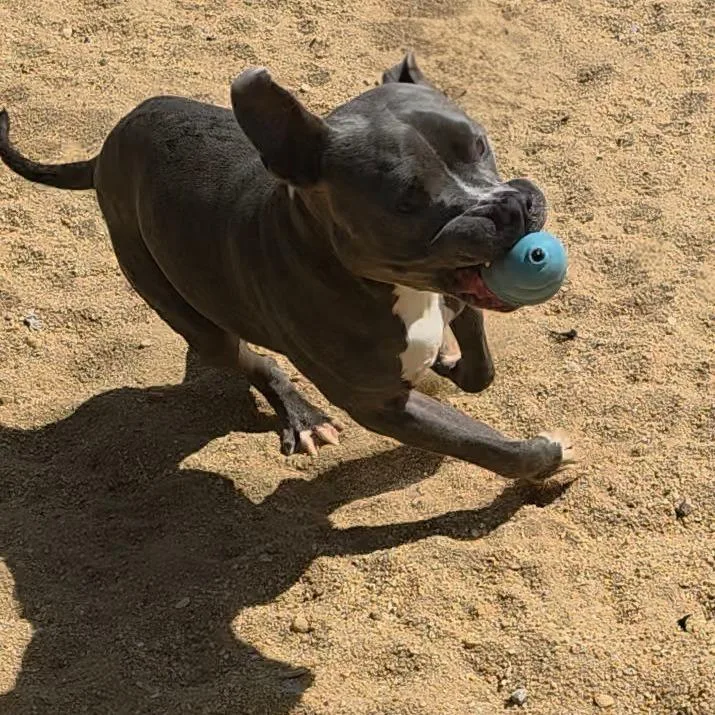Otis thumbnail 3
