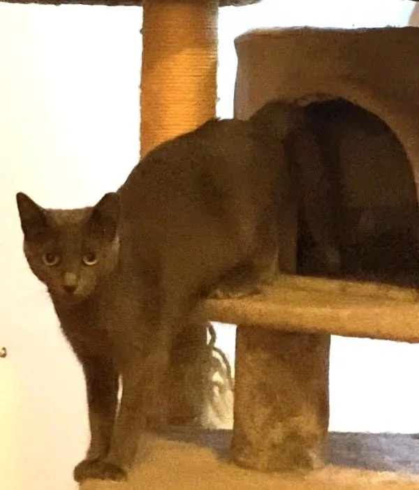 An adult medium-sized female Gray / Blue / Silver Domestic Short Hair cat named Amelia for adoption in Nottingham, MD