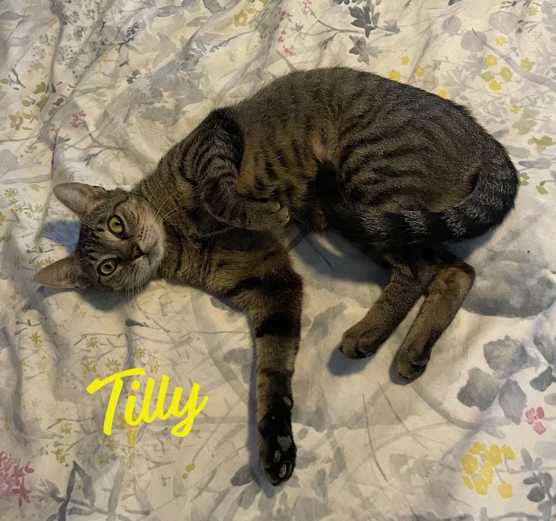 Tilly Adventurousaristocat