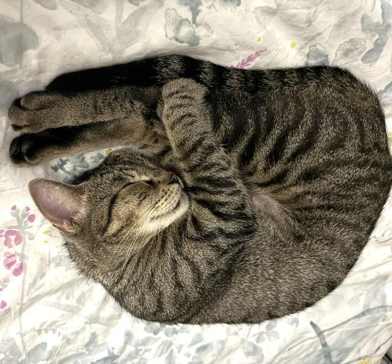 Tilly Adventurousaristocat thumbnail 3