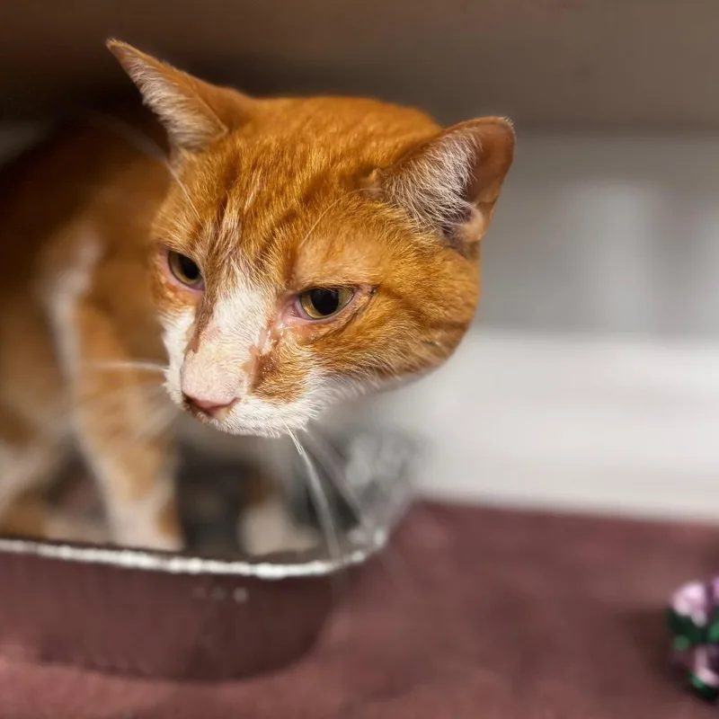 An adult medium-sized male Orange / Red Domestic Short Hair cat named Curtis for adoption in Wheeling, IL