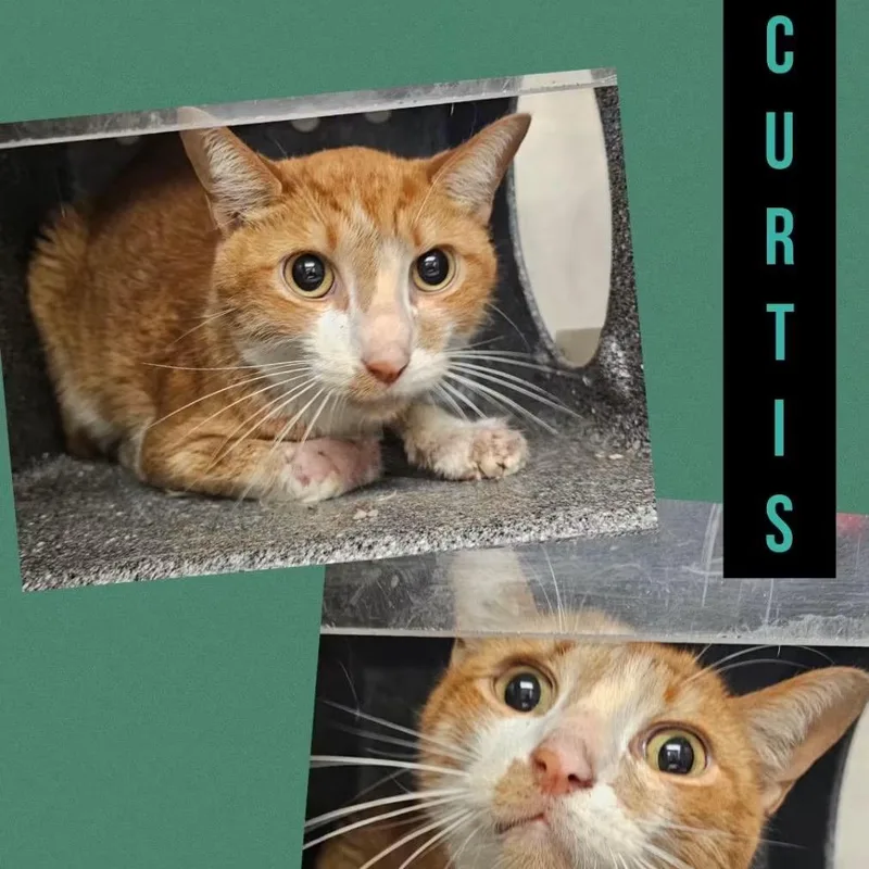 Curtis thumbnail 3