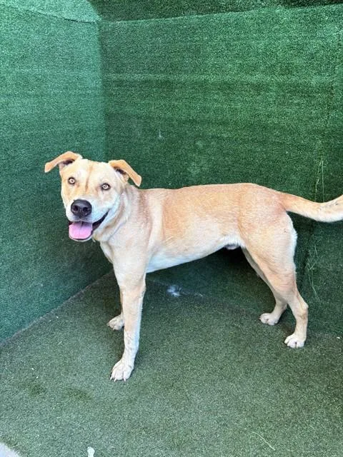 An adult medium-sized male German Shepherd Dog dog named Macho for adoption in Lancaster, CA