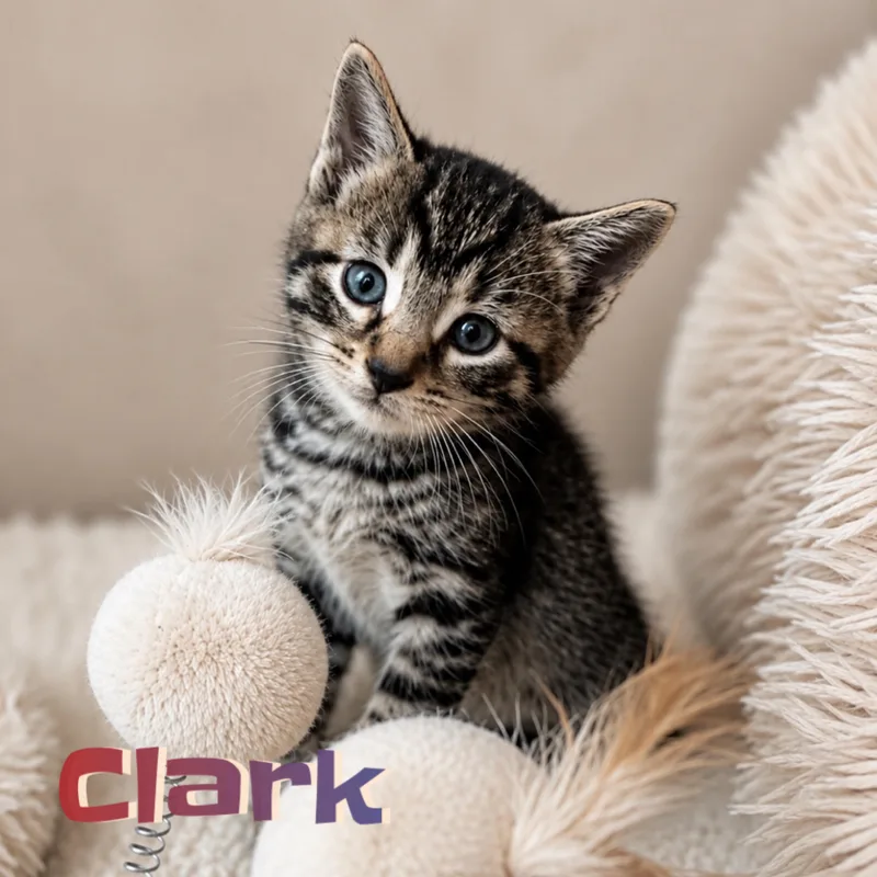 Lewis & Clark thumbnail 3