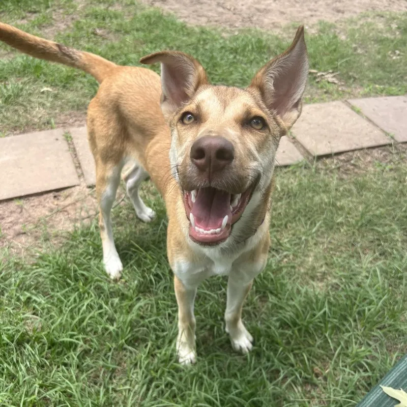 A young medium-sized female Yellow / Tan / Blond / Fawn Yellow Labrador Retriever dog named Allie for adoption in Spring, TX