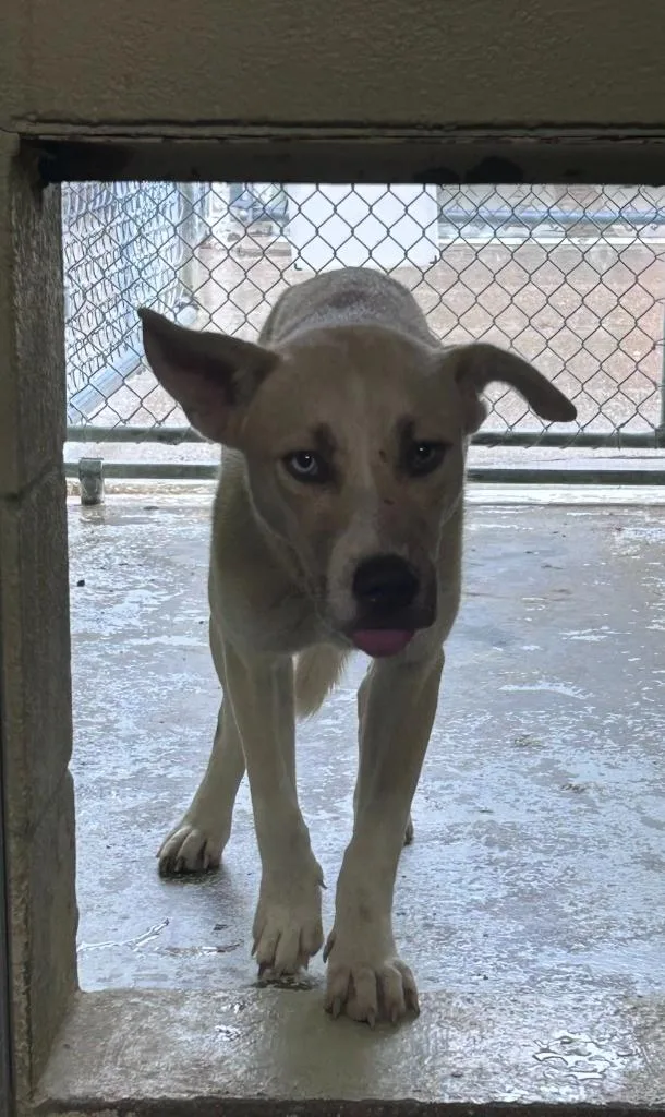 A young medium-sized female Apricot / Beige Husky dog named Wolfie for adoption in Mount Sterling, KY