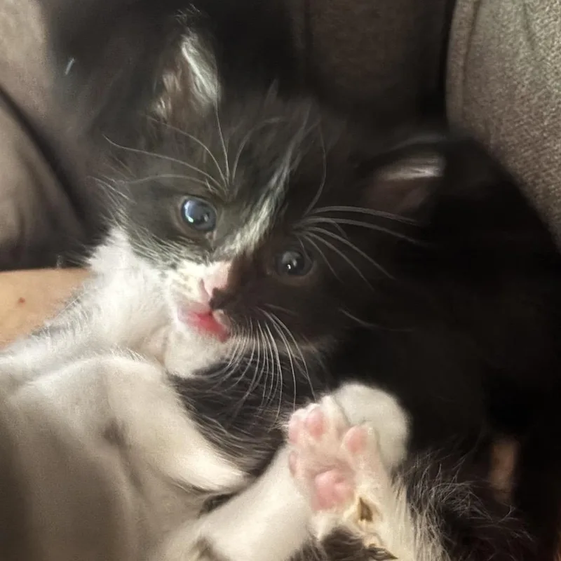 A baby small-sized male Black Domestic Short Hair cat named Winsome for adoption in Los Angeles, CA
