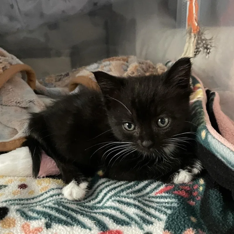 A baby small-sized female Black Domestic Short Hair cat named Kasilof for adoption in Westminster, CA