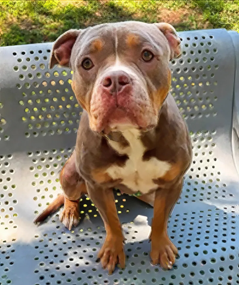 An adult medium-sized female Brown / Chocolate Mixed Breed dog named Buffy Summers for adoption in Nashville, TN