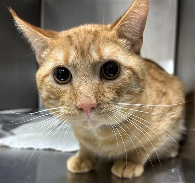 A young medium-sized male Domestic Short Hair cat named Izzy for adoption in Upper Marlboro, MD