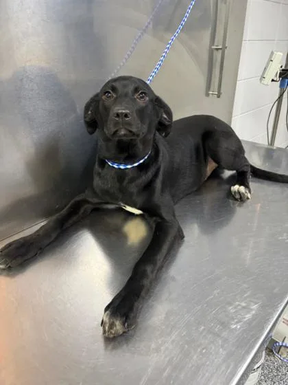 A baby medium-sized female Mixed Breed dog named Blush  D for adoption in West Chester, PA