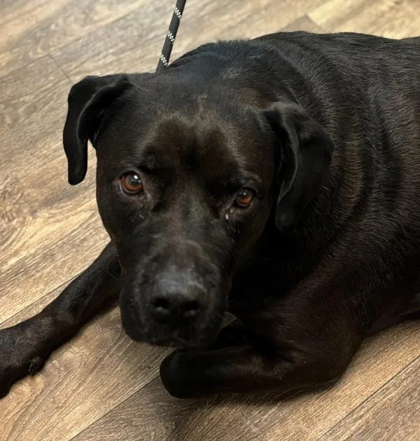 A senior large-sized female Labrador Retriever dog named O.b. for adoption in San Diego, CA