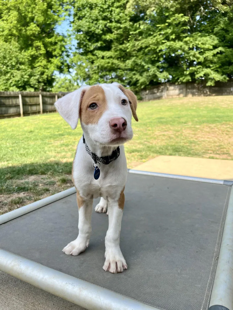 A baby medium-sized male Hound dog named Aaron Hotchner for adoption in Southaven, MS