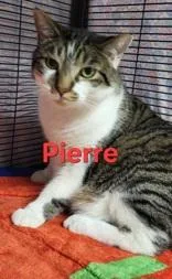An adult large-sized male Gray & White Domestic Short Hair cat named Pierre for adoption in Moline, IL