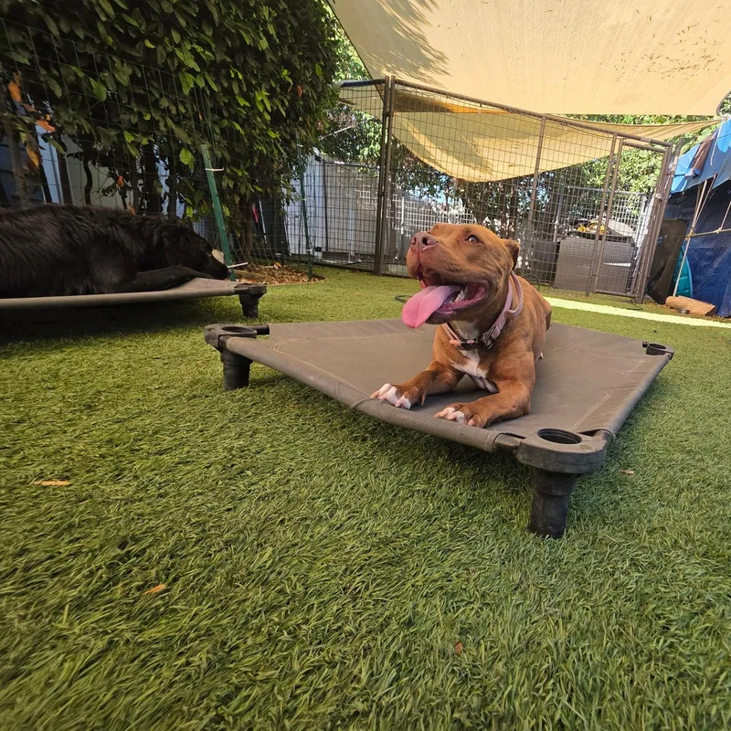 A young medium-sized female American Staffordshire Terrier dog named Ruby for adoption in Marina del Rey, CA