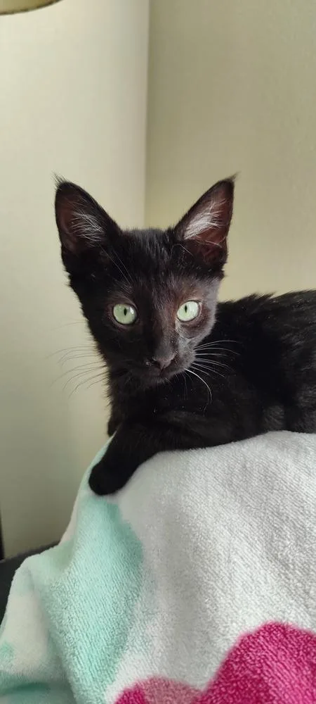 A baby medium-sized male Black Domestic Short Hair cat named Carl for adoption in Lafayette, CO
