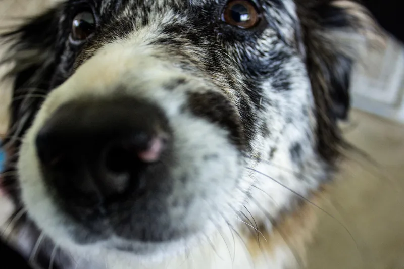 An adult medium-sized female Merle (Blue) Australian Shepherd dog named Cheyanne for adoption in Neillsville, WI
