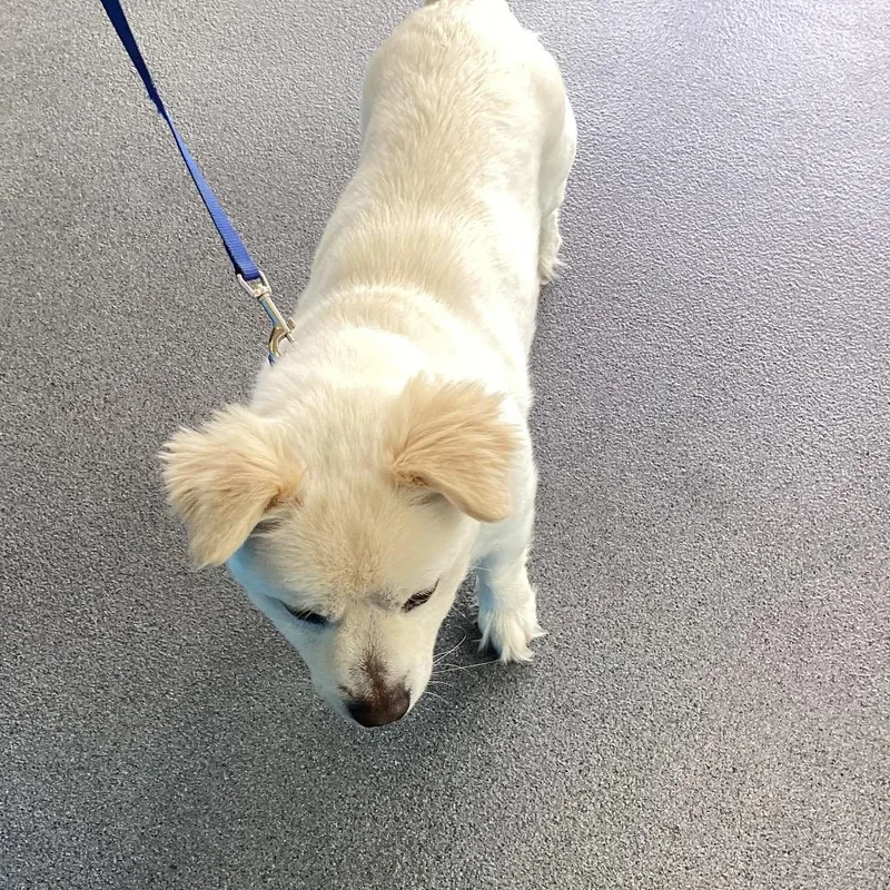 An adult medium-sized male White / Cream Terrier dog named Jethro for adoption in Montgomery, AL